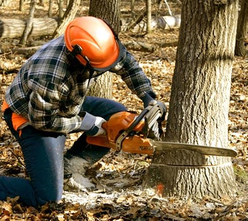 Tree Removal in Morven, NC
